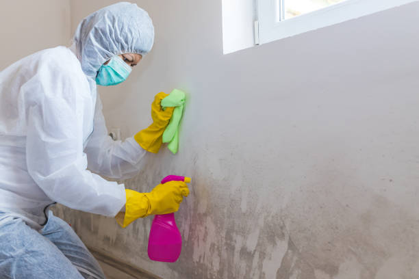 Best Mold Removal for HVAC Installations  in Cedar Grove, WI